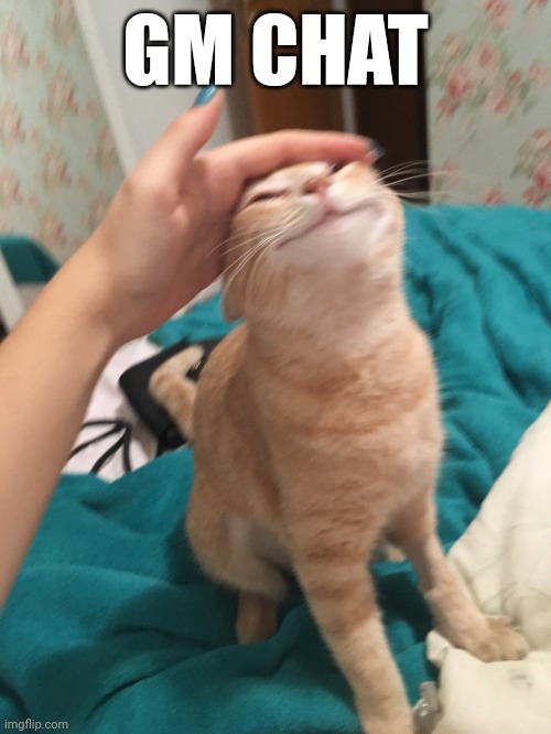 :3 | GM CHAT | image tagged in cat pat | made w/ Imgflip meme maker