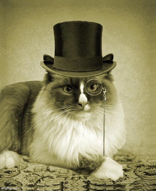 fancy cat  | image tagged in fancy cat | made w/ Imgflip meme maker