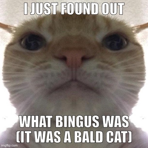 Cats are awesome | I JUST FOUND OUT; WHAT BINGUS WAS (IT WAS A BALD CAT) | image tagged in staring cat/gusic | made w/ Imgflip meme maker