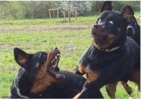 dogs fighting | image tagged in dogs fighting | made w/ Imgflip meme maker