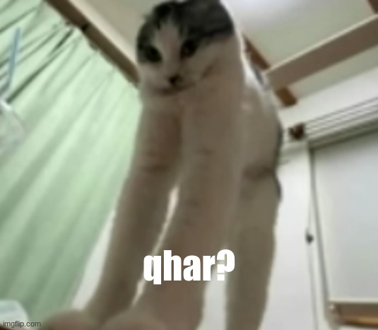 long gato | qhar? | image tagged in long gato | made w/ Imgflip meme maker