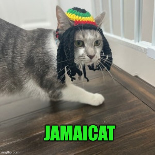 JAMAICAT | made w/ Imgflip meme maker