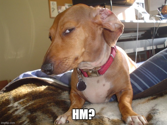 Suspicious Dog | HM? | image tagged in suspicious dog | made w/ Imgflip meme maker
