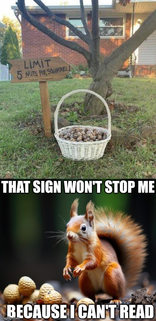 Deez nuts | THAT SIGN WON'T STOP ME; BECAUSE I CAN'T READ | image tagged in that sign won't stop me,squirrel,nuts,limitless | made w/ Imgflip meme maker