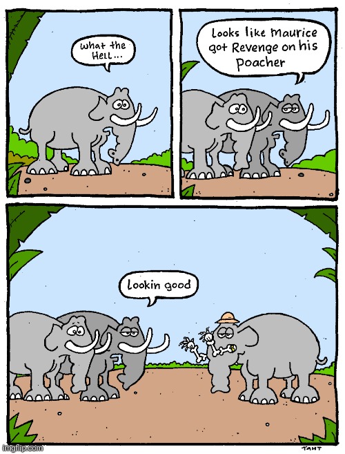 Poor elephant | image tagged in elephants,elephant,comics,tusks,tusk,comics/cartoons | made w/ Imgflip meme maker