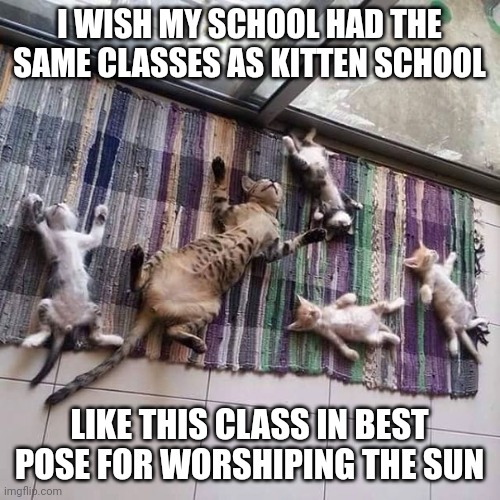 Sleeping cats | I WISH MY SCHOOL HAD THE SAME CLASSES AS KITTEN SCHOOL; LIKE THIS CLASS IN BEST POSE FOR WORSHIPING THE SUN | image tagged in sleeping cats | made w/ Imgflip meme maker