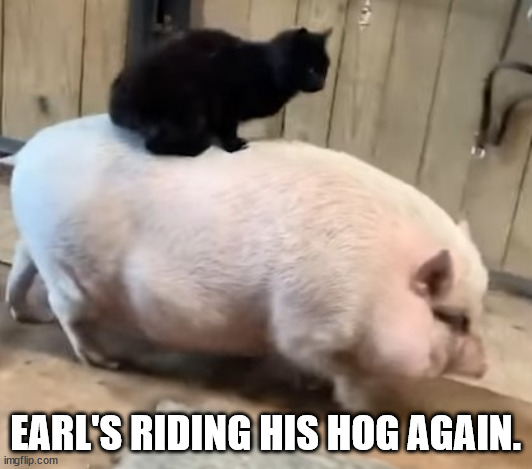 Earl's Riding his Hog Again | EARL'S RIDING HIS HOG AGAIN. | image tagged in cats,pigs | made w/ Imgflip meme maker