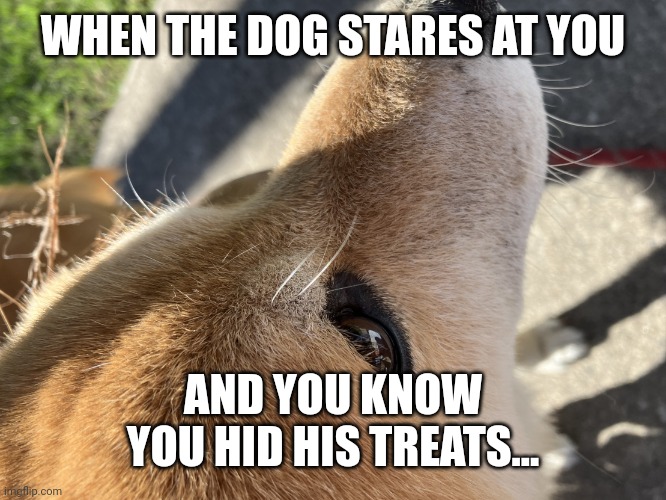 Dog | WHEN THE DOG STARES AT YOU; AND YOU KNOW YOU HID HIS TREATS... | image tagged in dog says you are sus | made w/ Imgflip meme maker