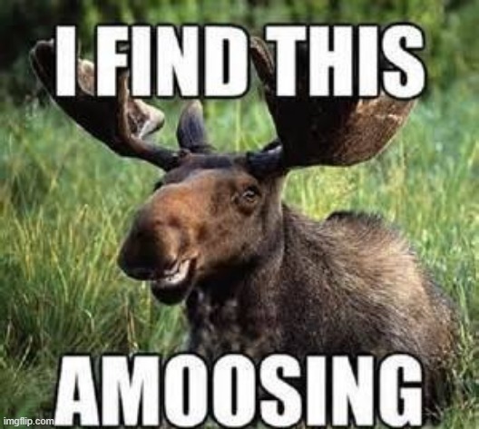 Amoosing | image tagged in repost | made w/ Imgflip meme maker