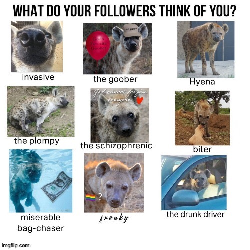 Whelp... Here we go again... | image tagged in hyena frenzy,hyena,adorable,crazy little shits,i love em | made w/ Imgflip meme maker