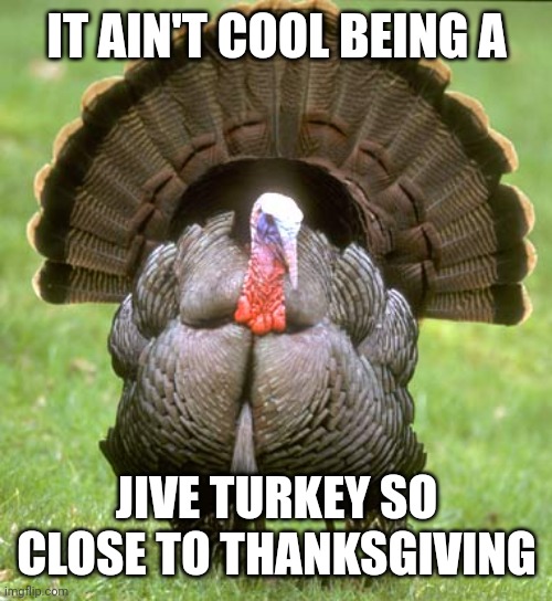 Turkey | IT AIN'T COOL BEING A; JIVE TURKEY SO CLOSE TO THANKSGIVING | image tagged in memes,turkey,thanksgiving | made w/ Imgflip meme maker