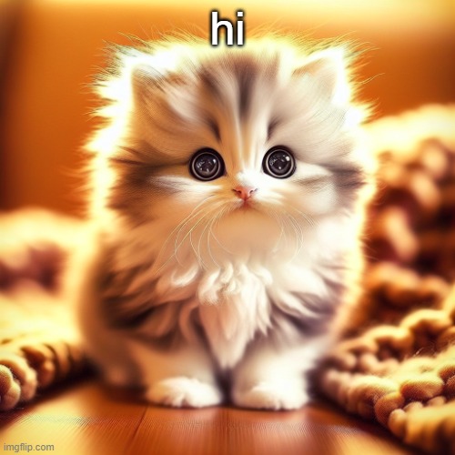 cute puffy kitten | hi | image tagged in cute puffy kitten | made w/ Imgflip meme maker