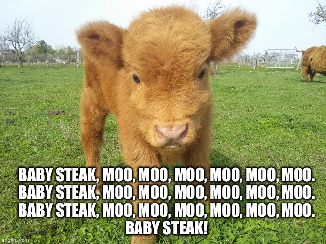 Baby Steak | BABY STEAK, MOO, MOO, MOO, MOO, MOO, MOO.

BABY STEAK, MOO, MOO, MOO, MOO, MOO, MOO.

BABY STEAK, MOO, MOO, MOO, MOO, MOO, MOO.

BABY STEAK! | image tagged in highland calf,baby,steak,baby shark | made w/ Imgflip meme maker