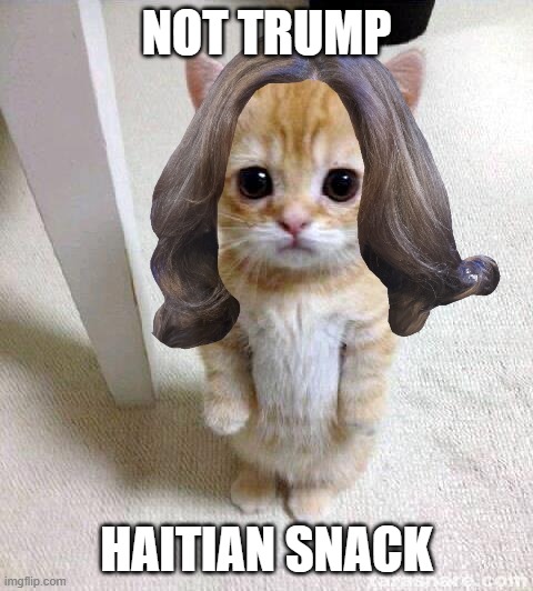 NOT TRUMP | NOT TRUMP; HAITIAN SNACK | image tagged in not trump,haitian,snack,cat,kitten,kamala | made w/ Imgflip meme maker