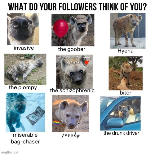 I GOTTA KNOW CHAT- | image tagged in hyena frenzy | made w/ Imgflip meme maker