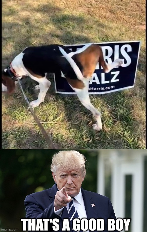 GOOD DOG | THAT'S A GOOD BOY | image tagged in dog,president trump,kamala harris,politics | made w/ Imgflip meme maker