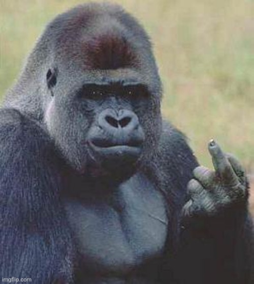 Monkey middle finger | image tagged in monkey middle finger | made w/ Imgflip meme maker