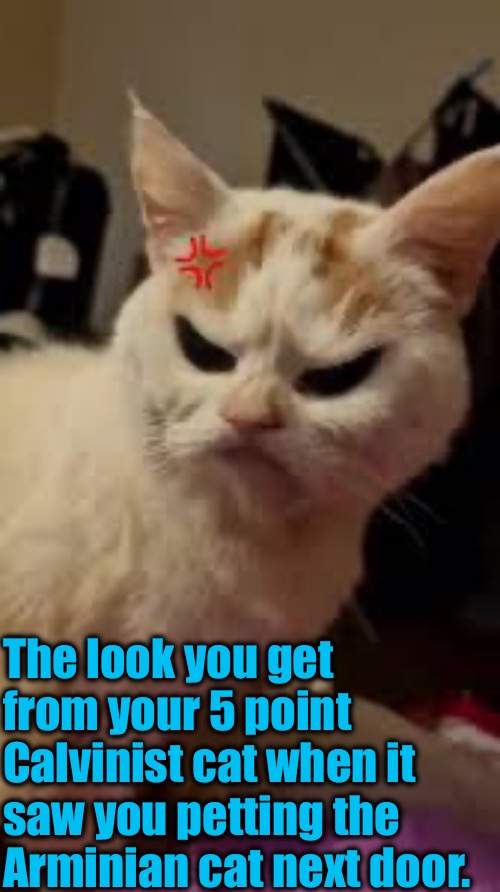 The Look You Get | The look you get from your 5 point Calvinist cat when it; saw you petting the Arminian cat next door. | image tagged in calvinism,arminian,molinism,reformed theology 4 and 5 point calvinist churches,the look,rage | made w/ Imgflip meme maker