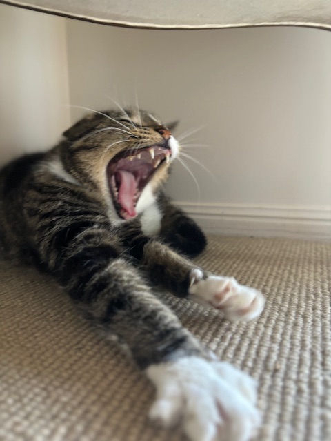 SCREAMING CAT Blank Meme Template