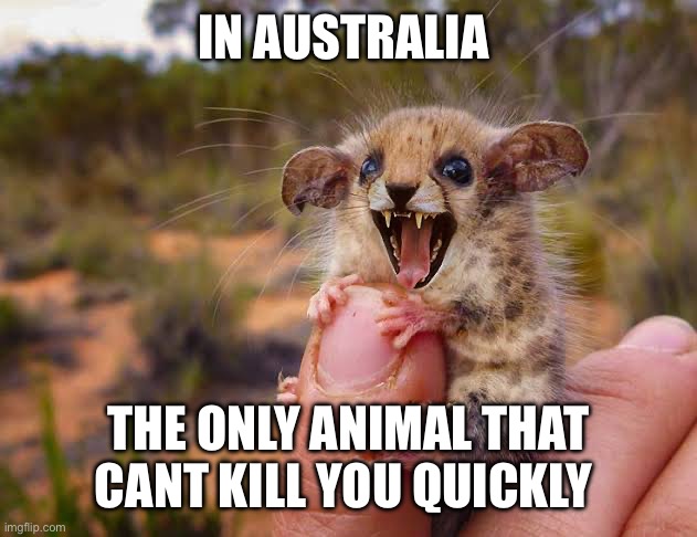 Pigmy possum | IN AUSTRALIA; THE ONLY ANIMAL THAT CANT KILL YOU QUICKLY | image tagged in meanwhile in australia | made w/ Imgflip meme maker