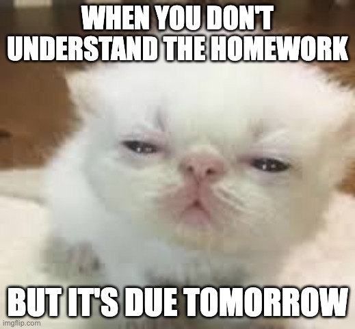 ai lol | WHEN YOU DON'T UNDERSTAND THE HOMEWORK; BUT IT'S DUE TOMORROW | image tagged in confused kitten | made w/ Imgflip meme maker