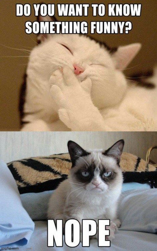 The Purr-sonality of Cats | image tagged in vince vance,cats,funny cat memes,grumpy cat,jokes,siamese cat | made w/ Imgflip meme maker