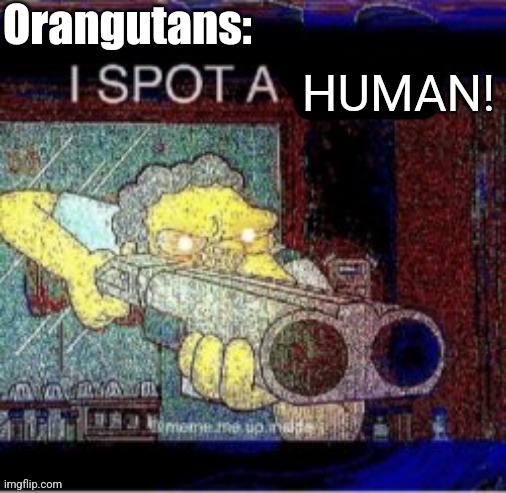 I spot a X | Orangutans: HUMAN! | image tagged in i spot a x | made w/ Imgflip meme maker