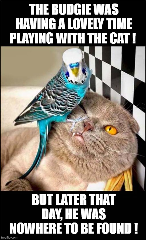 The Mysterious Disappearence Of The Bird ! | THE BUDGIE WAS HAVING A LOVELY TIME PLAYING WITH THE CAT ! BUT LATER THAT DAY, HE WAS NOWHERE TO BE FOUND ! | image tagged in cats,budgie,mystery,disappeared | made w/ Imgflip meme maker