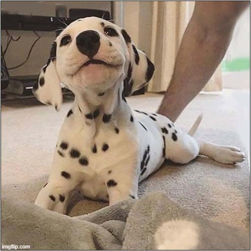 Hello There ! | image tagged in dogs,puppy,dalmatian,hello there | made w/ Imgflip meme maker