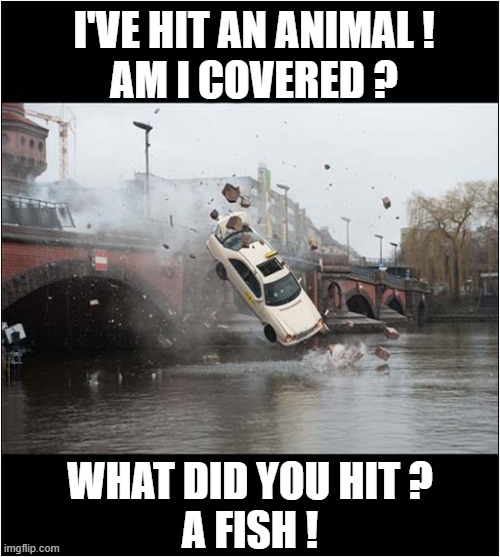 That Awkward Call To Your Insurance Company ... | I'VE HIT AN ANIMAL !
AM I COVERED ? WHAT DID YOU HIT ?
A FISH ! | image tagged in car insurance,phone call,car crash | made w/ Imgflip meme maker