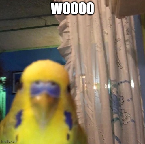 ayo bird | WOOOO | image tagged in ayo bird | made w/ Imgflip meme maker