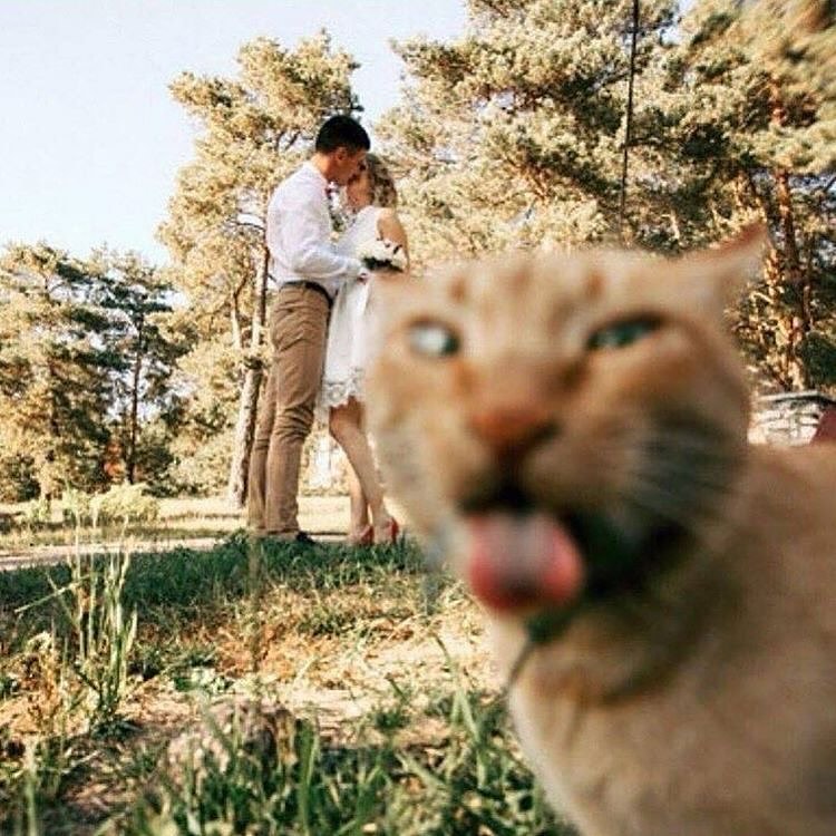 High Quality Photobomber cat Blank Meme Template