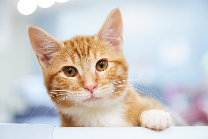Orange Tabby Cat Blank Meme Template