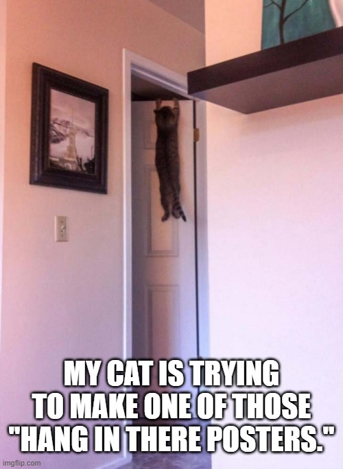 memes by Brad - My cat is posing for a "hang in there" poster - humor | MY CAT IS TRYING TO MAKE ONE OF THOSE "HANG IN THERE POSTERS." | image tagged in funny,cats,kittens,poster,funny cat memes,humor | made w/ Imgflip meme maker