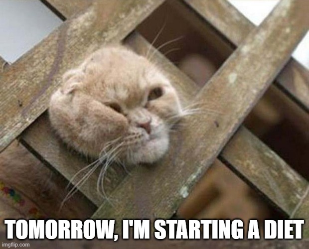 memes by Brad - This cat is going to start a diet .......... tomorrow | TOMORROW, I'M STARTING A DIET | image tagged in funny,cats,kitten,funny cat memes,humor | made w/ Imgflip meme maker