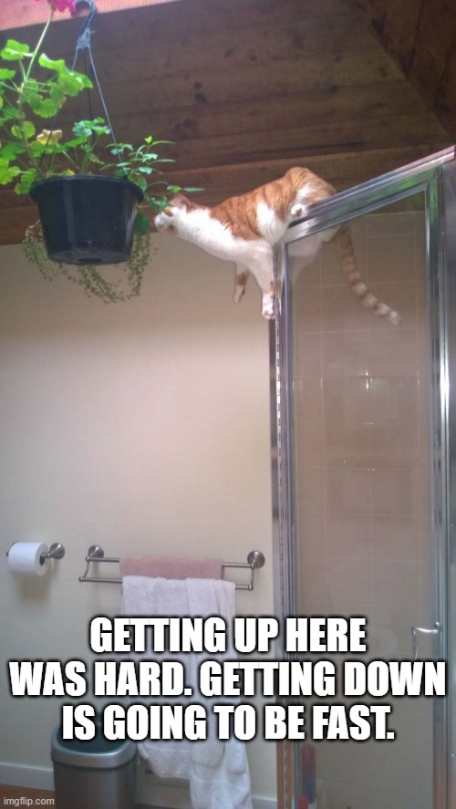 memes by Brad - Cat is up high on a shower but will come down fast | GETTING UP HERE WAS HARD. GETTING DOWN IS GOING TO BE FAST. | image tagged in funny,cats,funny cat,kittens,humor,funny cat memes | made w/ Imgflip meme maker