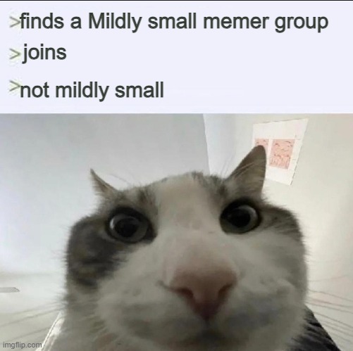 Cat looks inside | finds a Mildly small memer group; joins; not mildly small | image tagged in cat looks inside | made w/ Imgflip meme maker