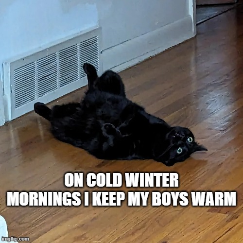 memes by Brad - Cat keeping everything warm on a cold morning - humor | ON COLD WINTER MORNINGS I KEEP MY BOYS WARM | image tagged in funny,cats,funny cat memes,kittens,warm,humor | made w/ Imgflip meme maker