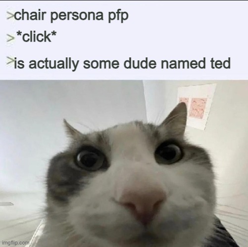 Cat looks inside | chair persona pfp; *click*; is actually some dude named ted | image tagged in cat looks inside | made w/ Imgflip meme maker