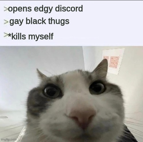 Cat looks inside | opens edgy discord; gay black thugs; *kills myself | image tagged in cat looks inside | made w/ Imgflip meme maker