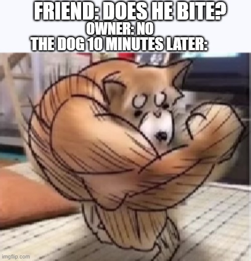 FRIEND: DOES HE BITE? OWNER: NO THE DOG 10 MINUTES LATER: | made w/ Imgflip meme maker