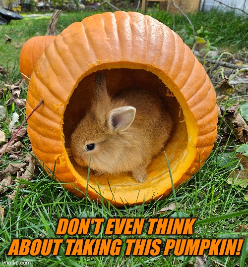 BUNNY WON'T LIKE YOU | DON'T EVEN THINK ABOUT TAKING THIS PUMPKIN! | image tagged in bunnies,bunny,rabbits | made w/ Imgflip meme maker