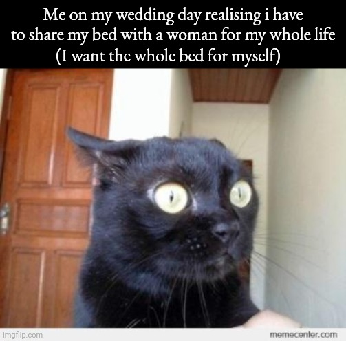 Scared Cat | Me on my wedding day realising i have to share my bed with a woman for my whole life; (I want the whole bed for myself) | image tagged in scared cat | made w/ Imgflip meme maker