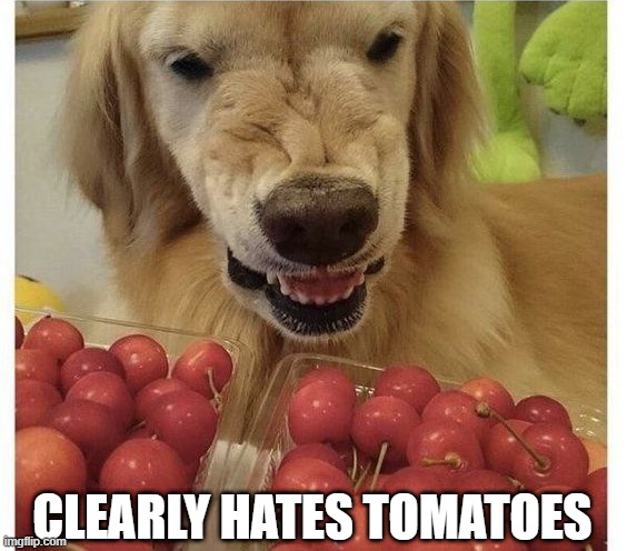 No Tomatoes | CLEARLY HATES TOMATOES | image tagged in dogs | made w/ Imgflip meme maker