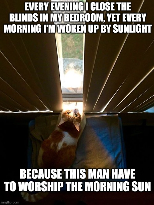 Cat in sunlight | EVERY EVENING I CLOSE THE BLINDS IN MY BEDROOM, YET EVERY MORNING I'M WOKEN UP BY SUNLIGHT; BECAUSE THIS MAN HAVE TO WORSHIP THE MORNING SUN | image tagged in cat in sunlight | made w/ Imgflip meme maker