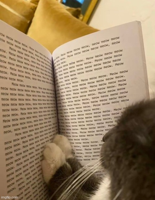 reading cat Blank Meme Template