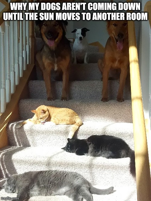 Dogs blocked by sunbathing cats | WHY MY DOGS AREN'T COMING DOWN UNTIL THE SUN MOVES TO ANOTHER ROOM | image tagged in dogs blocked by sunbathing cats | made w/ Imgflip meme maker