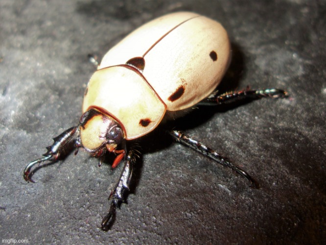 beetle | image tagged in beetle | made w/ Imgflip meme maker