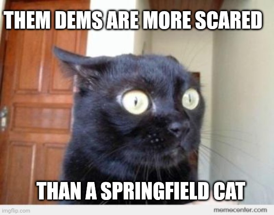 Scared Cat | THAN A SPRINGFIELD CAT THEM DEMS ARE MORE SCARED | image tagged in scared cat | made w/ Imgflip meme maker