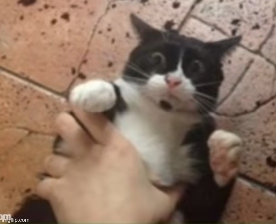 Cat getting grabbed | image tagged in cat getting grabbed | made w/ Imgflip meme maker